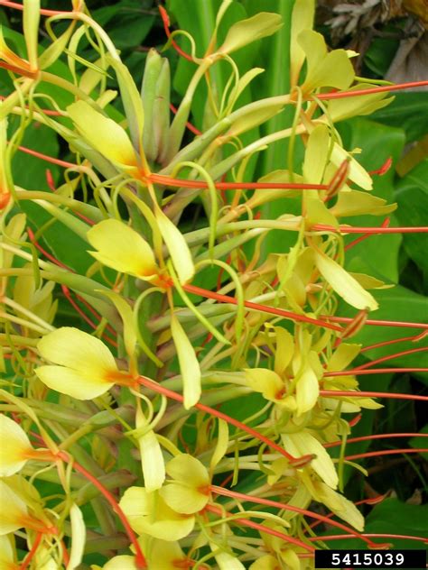 Kahila garland-lily (Hedychium gardnerianum)