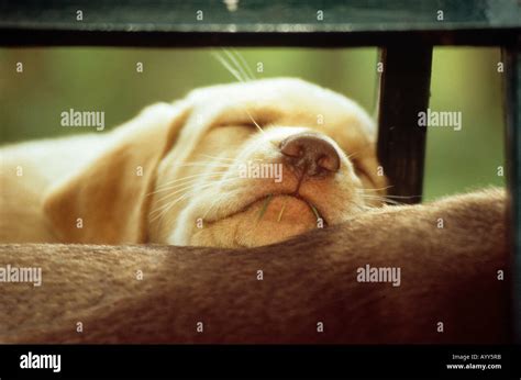 Labrador Retriever dog - puppy sleeping Stock Photo - Alamy