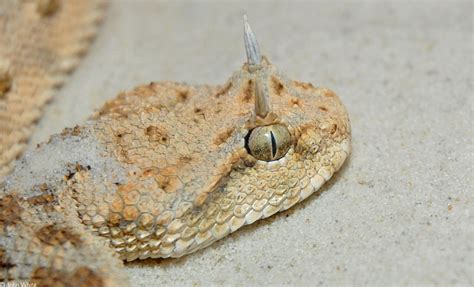 Snakes: Desert Horned Viper