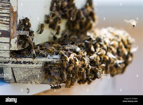 Installation of bee hives at new location Stock Photo - Alamy