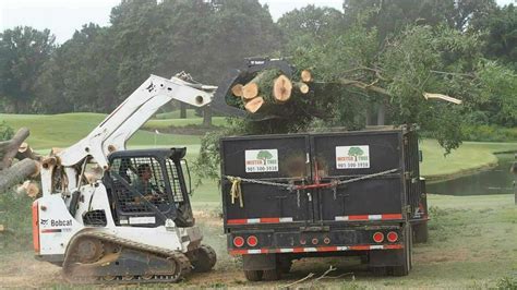 Tree Yard Debris Removal – Mister Tree Service