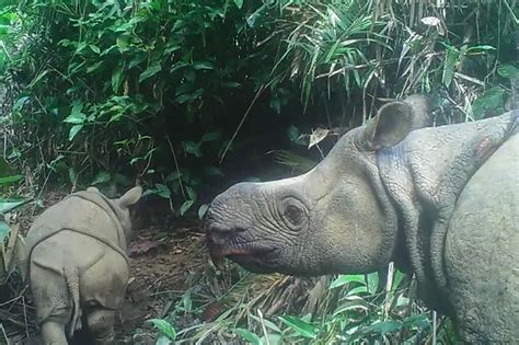 Two Endangered Javan Rhino Calves Spotted In Indonesian Park | QNewsHub