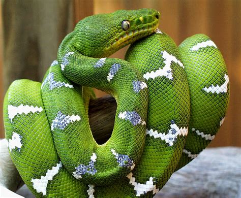 Emerald Tree Boa Facts and Pictures | Reptile Fact