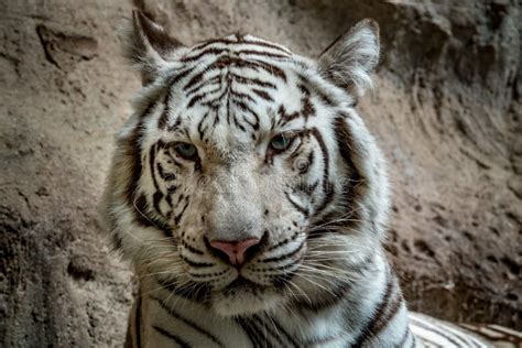 White bengal tiger stock photo. Image of portrait, wildcat - 110249618