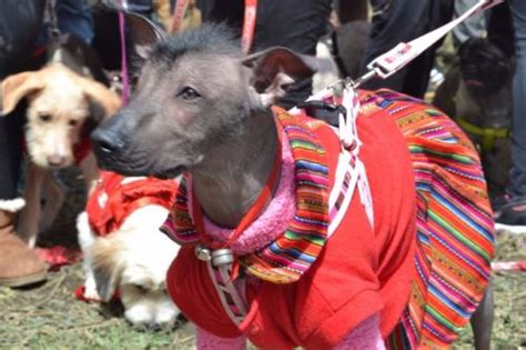 Orgullo de Perú: el perro sin pelo del Perú es patrimonio vivo de la ...