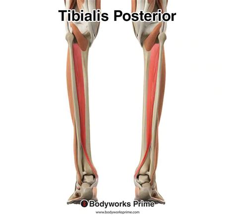 Tibialis Posterior Muscle Anatomy - Bodyworks Prime