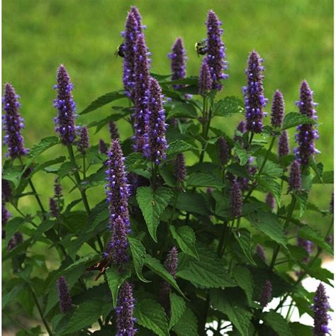 Anise - Hyssop - Seattle Seed Company