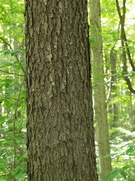 black cherry – Woody Plants of Ohio