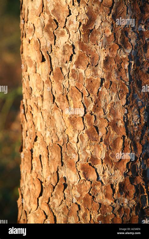 Scots pine tree bark Stock Photo - Alamy