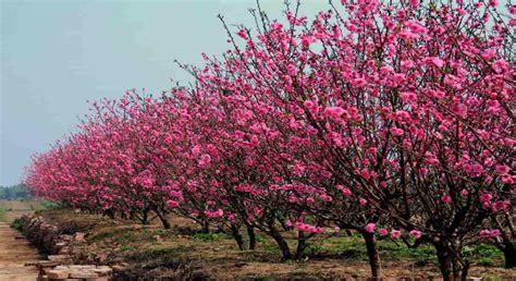 Bí quyết chăm sóc cây đào ra hoa đúng dịp Tết nguyên đán Canh Tý