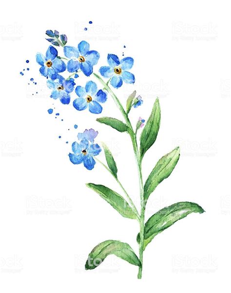 Forget Me Not Flower, Watercolor royalty-free forget me not flower watercolor stock vector art ...