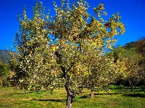 Golden Delicious Apple Tree For Sale | The Tree Center