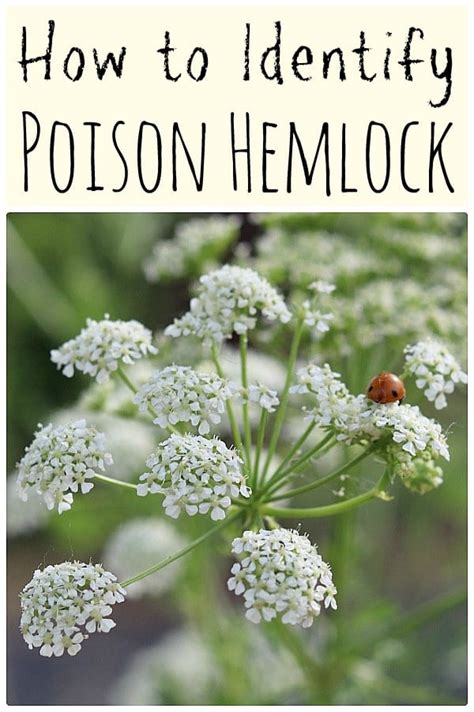 Poison Hemlock: How to Identify and Potential Look-alikes