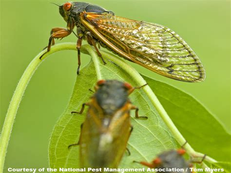 Periodical Cicadas: 17 Year Cicada Facts & Information