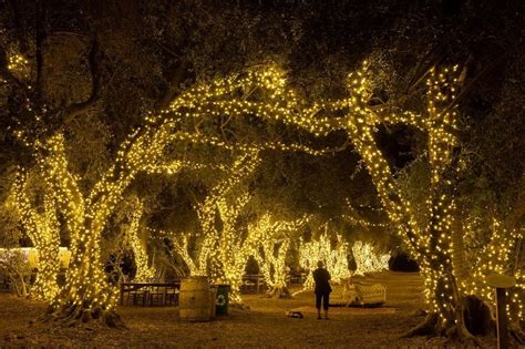 Experience Christmas Lights At This Historic Lavender Field