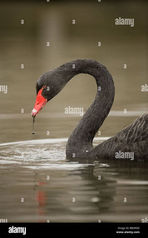 Black Swan on lake Stock Photo - Alamy