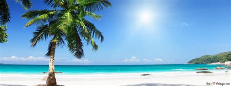 Palm Tree on Tropical Beach 4K wallpaper download