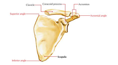 Spine Of Scapula - lalarwings