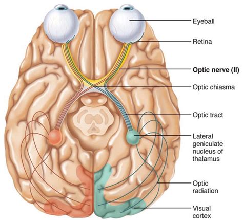 Chapter 22:Nervous System Structure/Functions - Biology 340 with Townsend at Kansas State ...