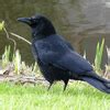 Crow - Jigsaw Puzzles Online