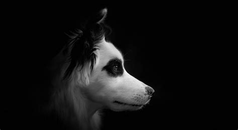 Download Black & White Animal Dog 4k Ultra HD Wallpaper