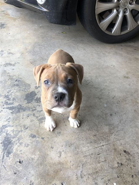 Bully Kutta Puppies For Sale | Fort Lauderdale, FL #345832