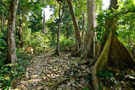 Andaman and Nicobar Island, India Stock Photo - Image of jungle, north ...