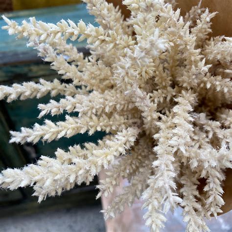 Astilbe Bouquet 50cm – sukafurniture