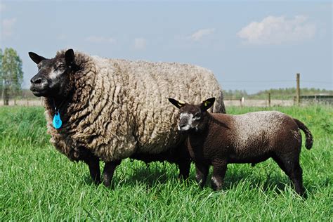 Texel Sheep | Oklahoma State University