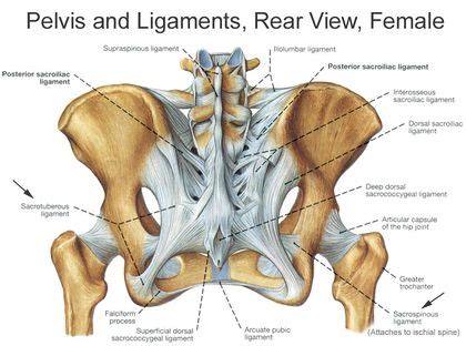 Female Pelvic Ligaments