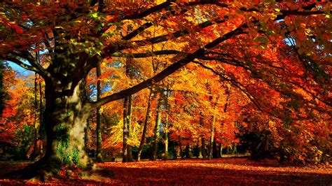 Wallpaper ID: 132599 / leaves, fall, trees, forest, nature, France free download