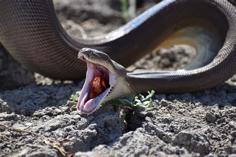 Olive Python gives us a surprise! - Parry Creek Farm Tourist Resort & Caravan Park