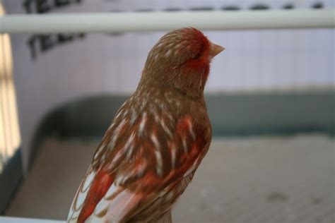 LE CANARI PHAEO MOSAIQUE ROUGE-CANARY PHAEO RED MOSAIC