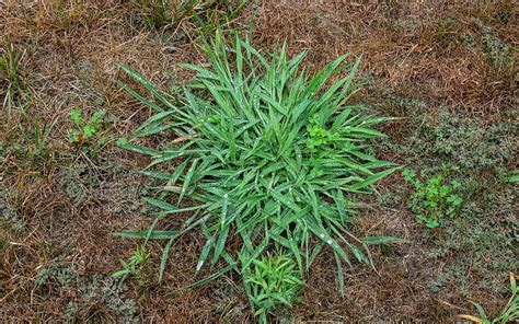 How to Get Rid of Crabgrass? - Green Lawn Cares