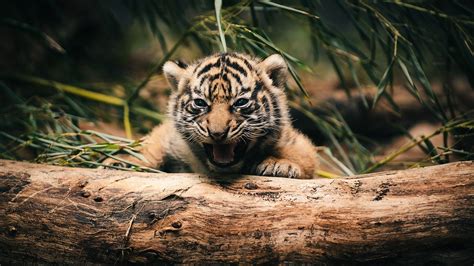 Tiger Cubs Wallpaper