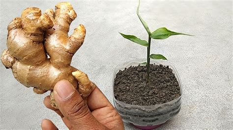 Grow ginger at home | Grow from cuttings - YouTube