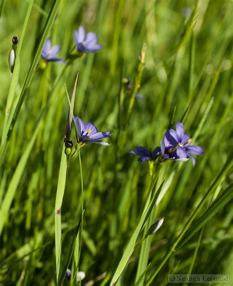 Common Blue-Eyed Grass « Writing for Nature