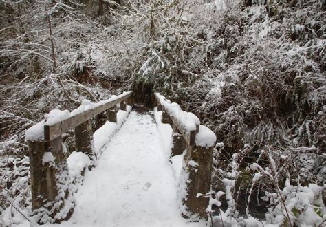 Quinault Rain Forest Footbridge | Footbridge, Rainforest, Forest