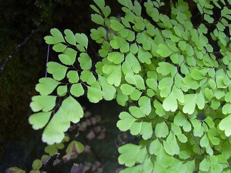 Maidenhair Fern Plant Care & Growing Basics: Water, Light, Soil ...