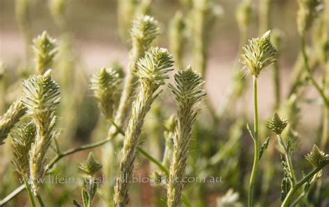 Life Images by Jill: For love of the Mulla Mulla - Western Australian wildflower