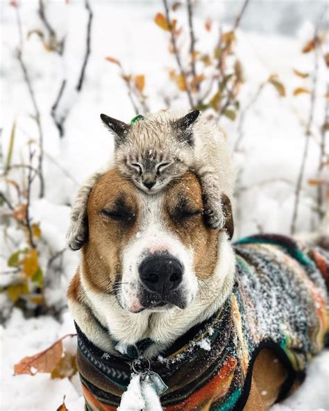 This Cat And Dog Love Travelling Together, And Their Pictures Are Absolute Treat