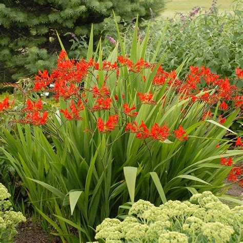 Lucifer Crocosmia Bulbs, Montbretia Bulbs | High Country Gardens