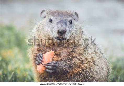 Woodchuck Teeth: Over 261 Royalty-Free Licensable Stock Photos | Shutterstock