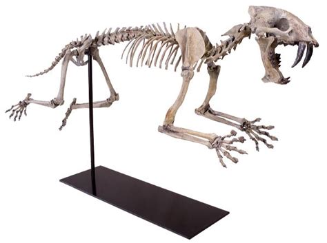 Hoplophoneus primaevus Skeleton – Display Replica – Black Hills Institute