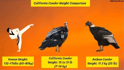 California Condor Size: How Big Are They Compared To Other?