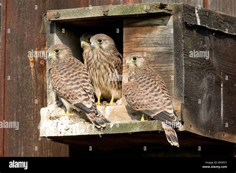 young Common Kestrels at nesting box / Falco tinnunculus Stock Photo ...