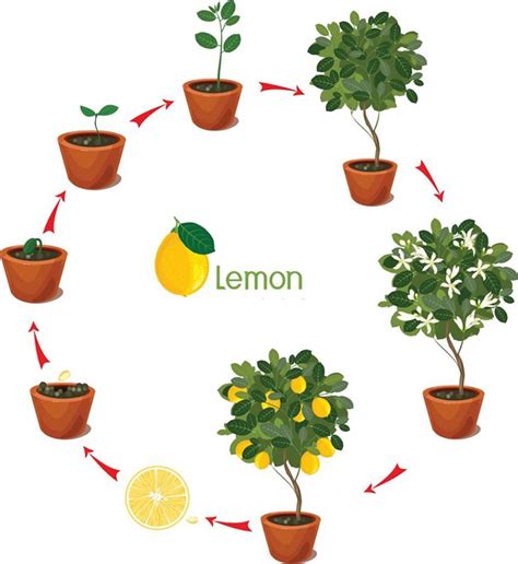 What Do Lemon Tree Flowering Stages Include? 7 Key Milestones