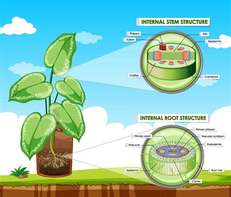 Diagram showing stem and root structure 2025953 Vector Art at Vecteezy