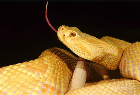 Albino Brazilian Rattlesnake Photograph by Danté Fenolio - Pixels