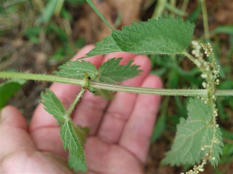 100615 Stinging nettle #2 (closer) | Identify that Plant